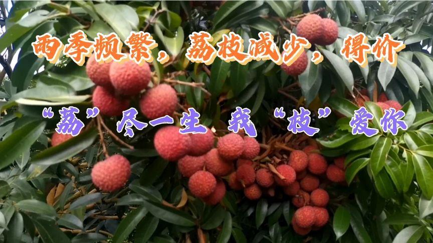 4949澳门特马今晚开奖53期今和商家互砸西瓜丢荔枝与