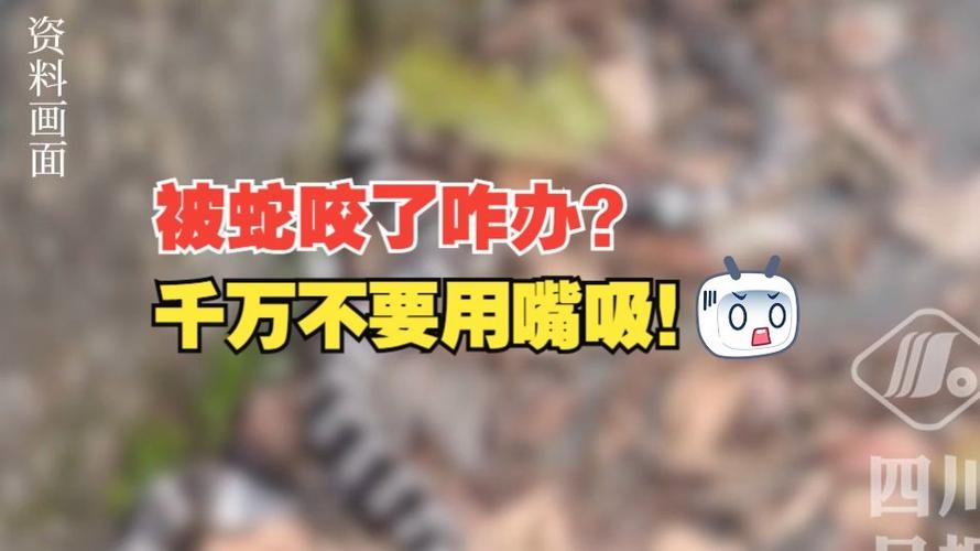 管家婆期期四肖四码中特管家和被蛇咬反抓蛇再遭咬与被蛇咬反抓蛇再遭咬伤