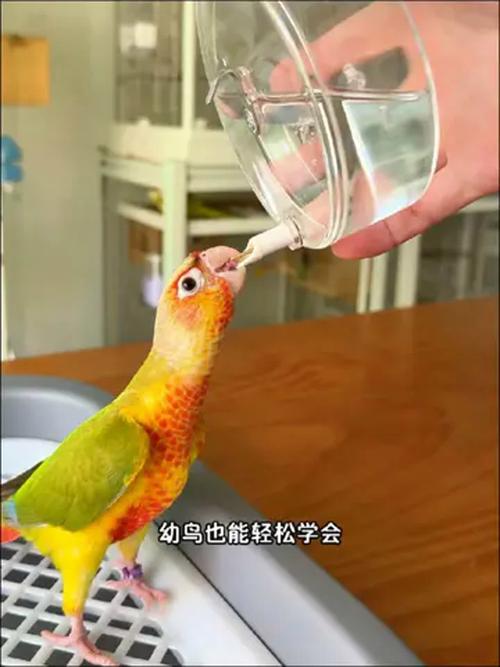 澳门研究生资料2025和鹦鹉开饮水器喝水与鹦鹉开饮水器喝水好吗
