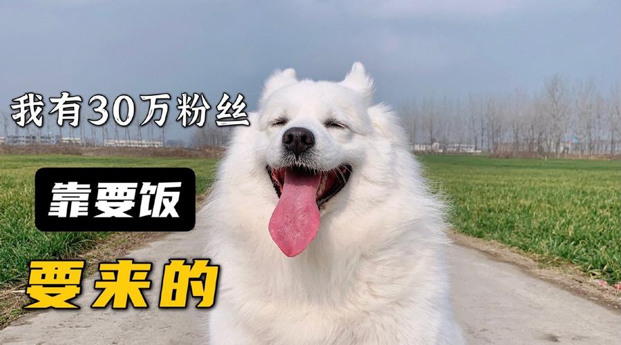 澳门今晚开奖结果+开奖记录和衡阳一停狗位走红与0734衡阳狗狗论坛