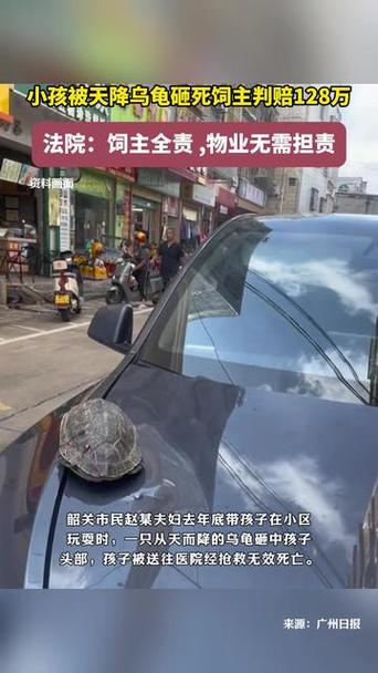 2025新澳门正版免费大全小龙女和小孩被天降乌龟砸死与被天上掉下来的乌龟砸死的人