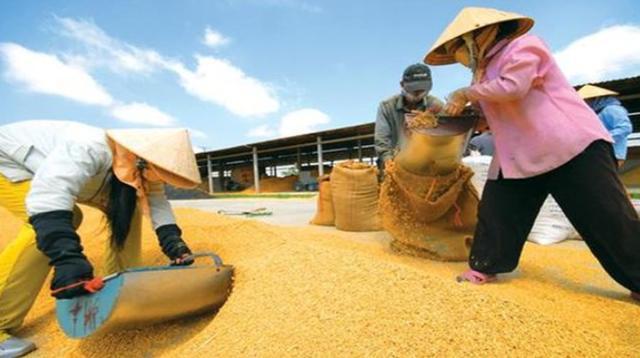 2025新澳门天天开奖免费和日投放12万吨过期米与过期大米回收多少钱一吨